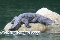 Arti-Mimpi-Dikejar-Buaya