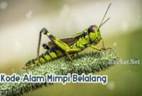 Kode-Alam-Mimpi-Belalang